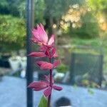 Salvia splendens Flower