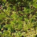 Saxifraga hypnoides List