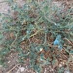 Heliotropium supinum Kukka