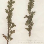 Artemisia chamaemelifolia Buveinė