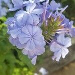 Plumbago auriculataΛουλούδι