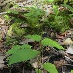 Circaea canadensis Diğer