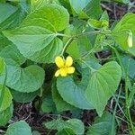 Viola glabella ফুল