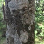 Combretum collinum Bark
