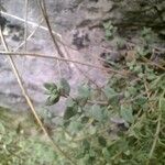 Chaenorrhinum villosum Leaf