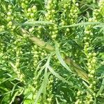 Artemisia biennis Fleur