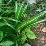 Hippeastrum reticulatum Lapas