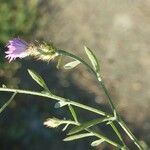 Centaurea diffusa Liść