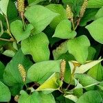 Houttuynia cordata ഫലം