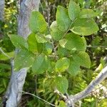 Olax psittacorum Leaf