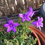 Campanula portenschlagianaKvět