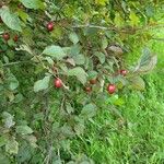 Prunus brigantina Листок