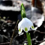 Leucojum vernum Çiçek