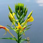 Oenothera paradoxa Flower