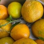 Citrus × aurantium Meyve