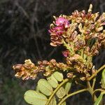 Lonchocarpus rugosus Flor
