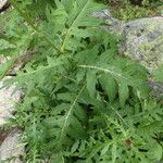 Cirsium alsophilum Leaf