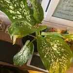 Dieffenbachia grayumiana Hoja