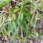 Carex baldensis Folha