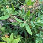 Kalmia angustifolia Leaf