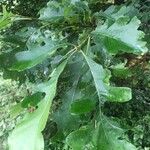 Quercus macrocarpa Blatt