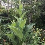 Verbascum densiflorum葉