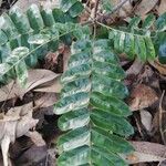 Cnestis ferruginea Leaf