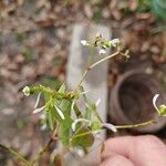 Euphorbia hypericifoliaFlower