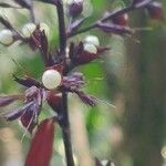 Scleria latifolia 花