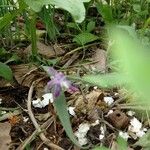 Salvia leucanthaKukka