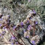 Limonium vulgareKvet