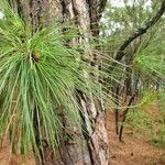 Pinus canariensis Blad