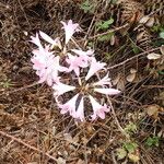 Amaryllis belladonna പുഷ്പം