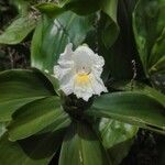 Costus guanaiensis Flower