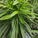 Echium decaisnei Habit