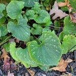 Brunnera macrophyllaFolha