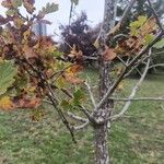 Quercus garryana Hoja