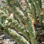 Euphorbia caput-medusae Leaf