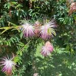 Calliandra selloi Blüte