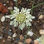 Scabiosa ochroleuca Квітка