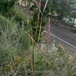 Andropogon gerardi Flower