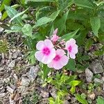 Phlox maculata Flor