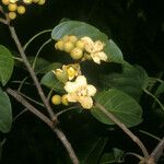 Huberodendron swietenioides Фрукт