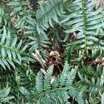 Polystichum aculeatum Likasa