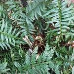 Polystichum aculeatum Blad