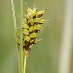 Carex hostiana Φρούτο