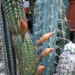 Cleistocactus spp. Habit