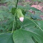 Hibiscus laevis Kukka