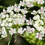 Seseli annuum Blüte