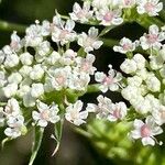 Seseli annuum Flower